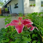 Rose * Balatonlelle