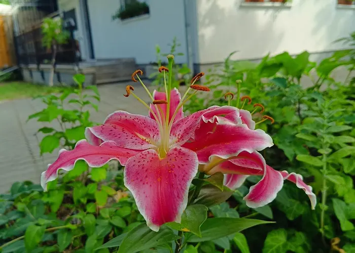 Rose * Balatonlelle